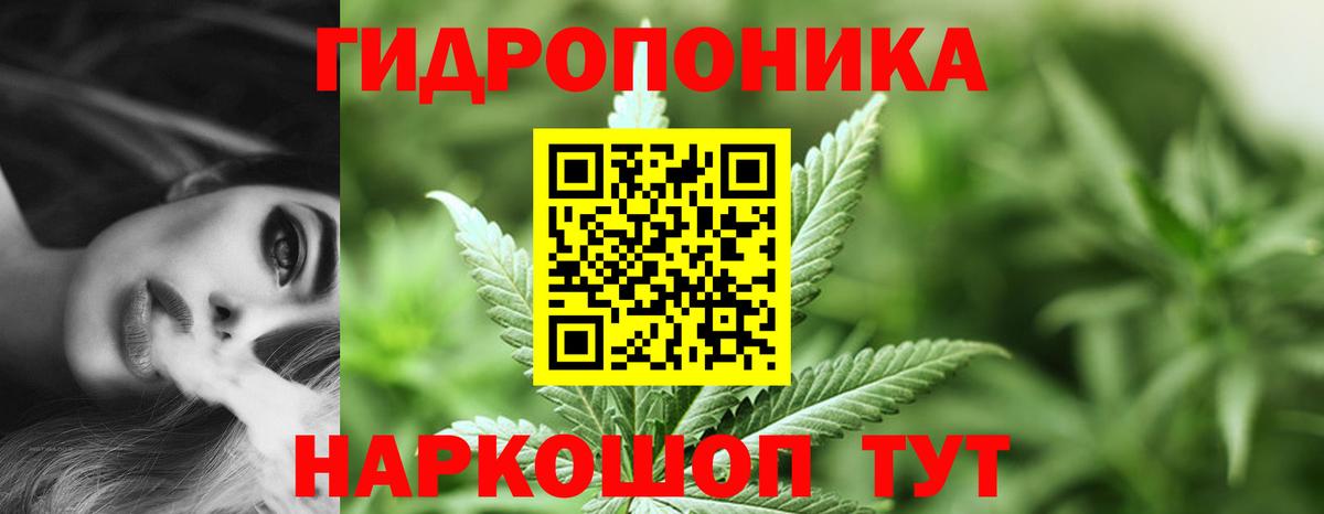 Бошки марихуана конопля Великий Новгород